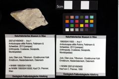 Foto (Objket + Etiketten) von Nodoprosopon sp. 